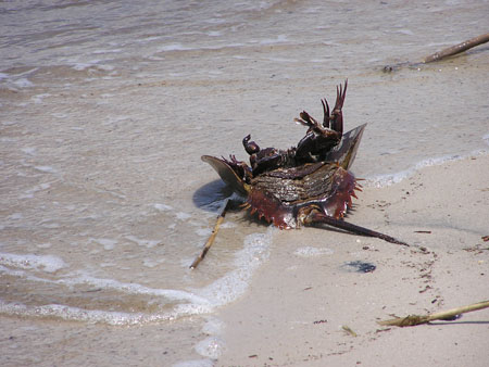 Cape May (5-06) 06