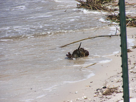 Cape May (5-06) 15